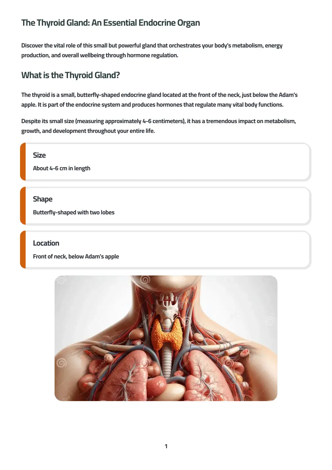 غلاف كتاب The Thyroid Gland: An Essential Endocrine Organ