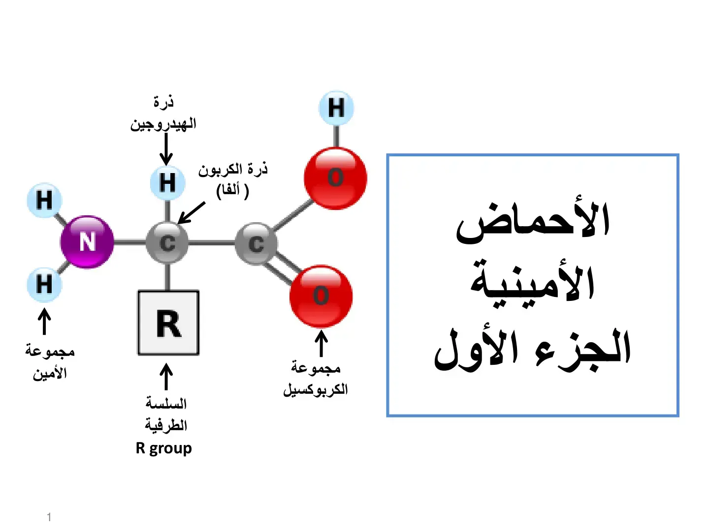 غلاف كتاب الأحماض الأمينية (الجزء الأول)