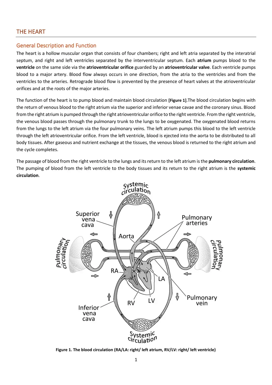 غلاف كتاب The Heart: General Description and Function