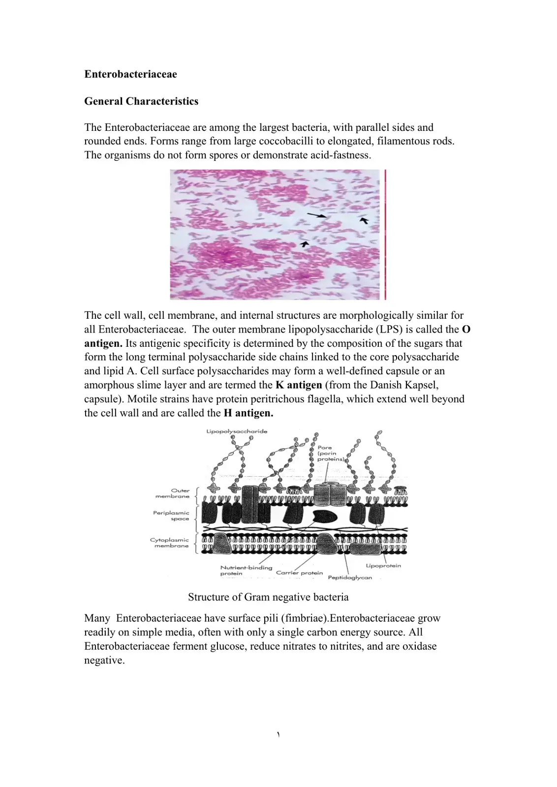 غلاف كتاب Enterobacteriaceae