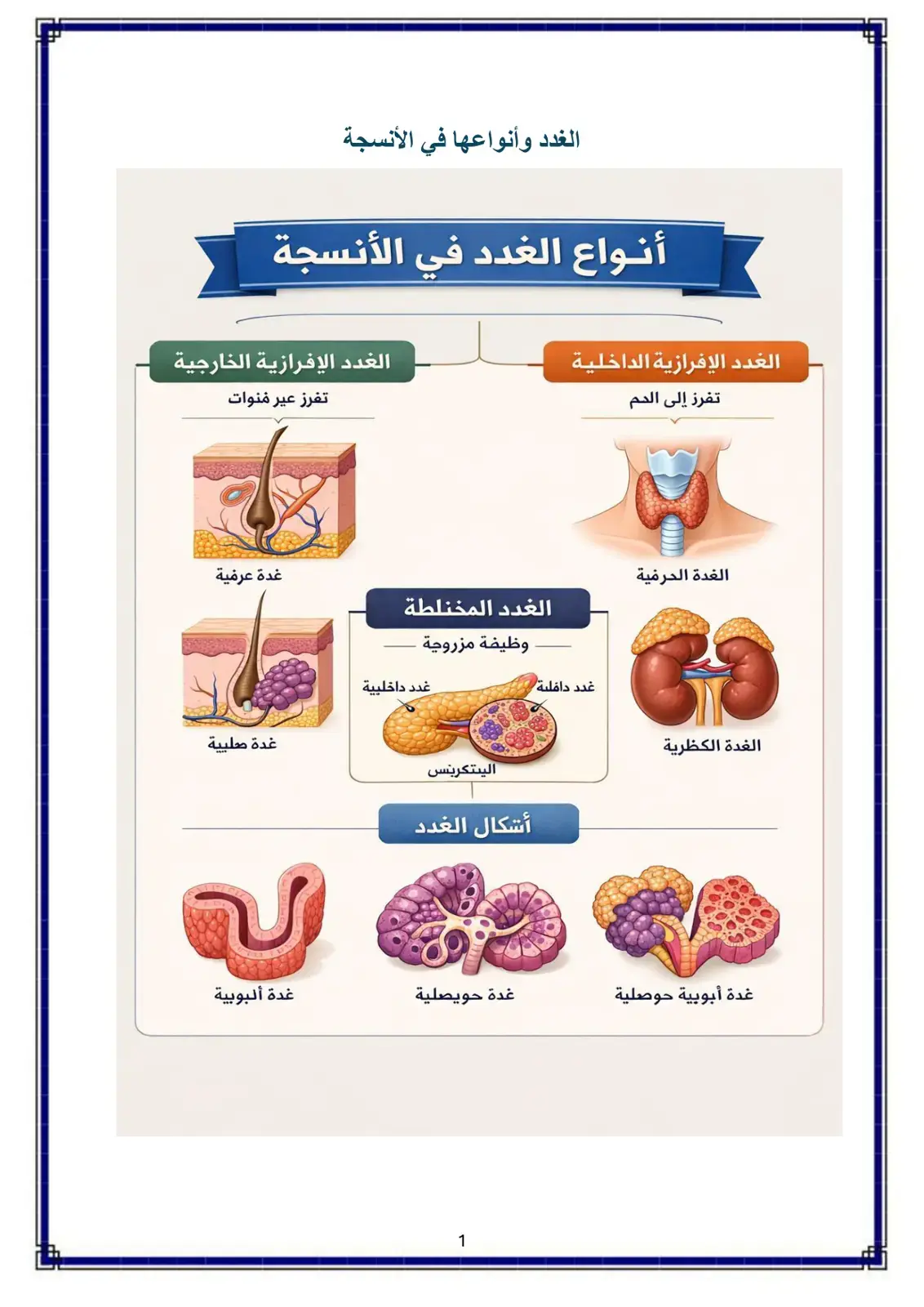 غلاف كتاب الغدد وأنواعها في الأنسجة