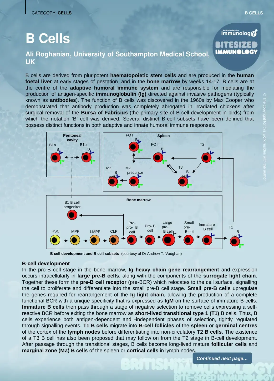 غلاف كتاب B Cells