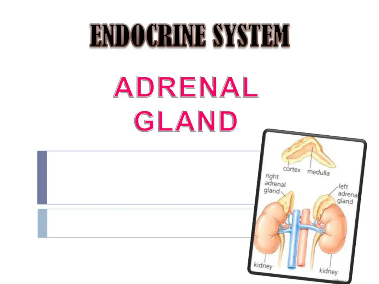 غلاف كتاب ENDOCRINE SYSTEM
