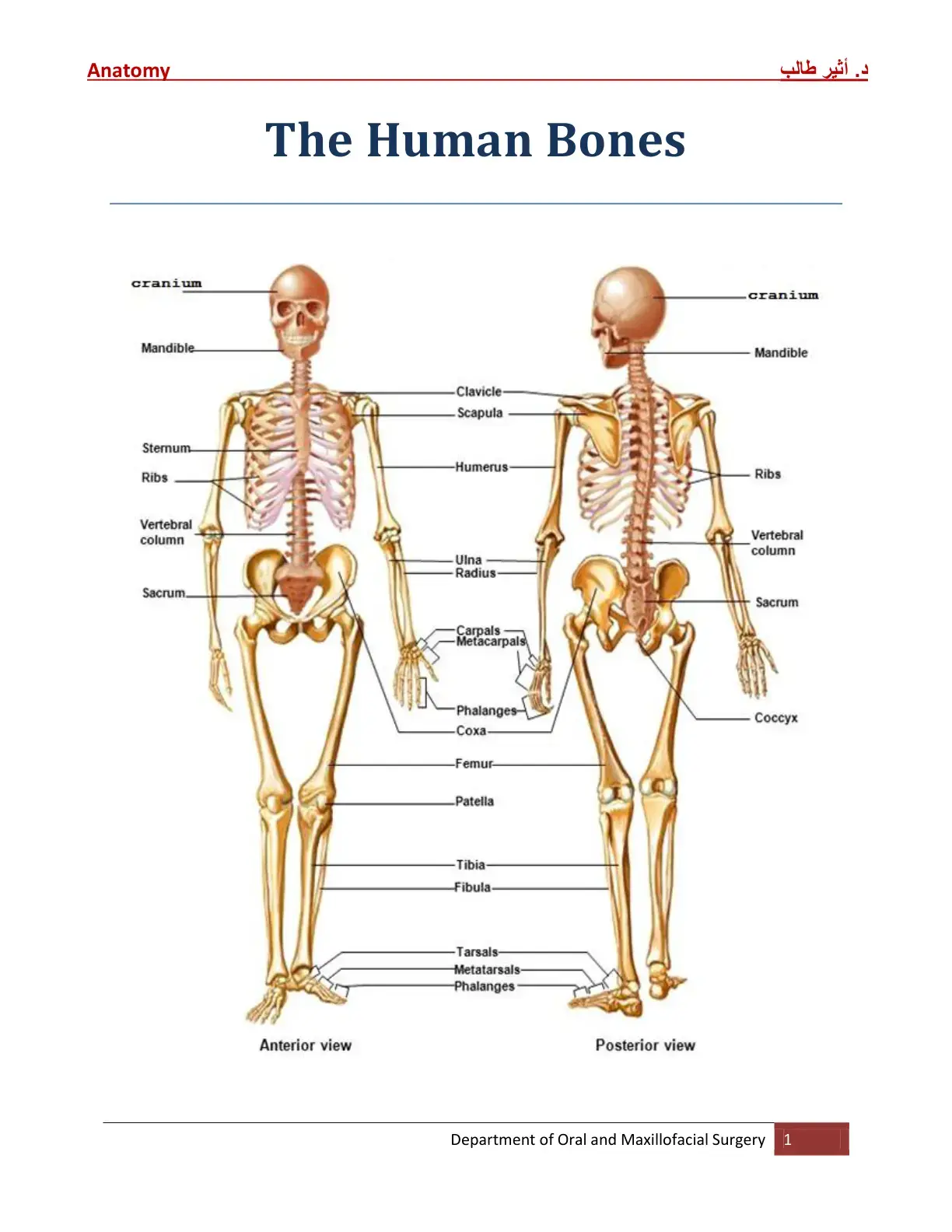 غلاف كتاب Anatomy: The Human Bones