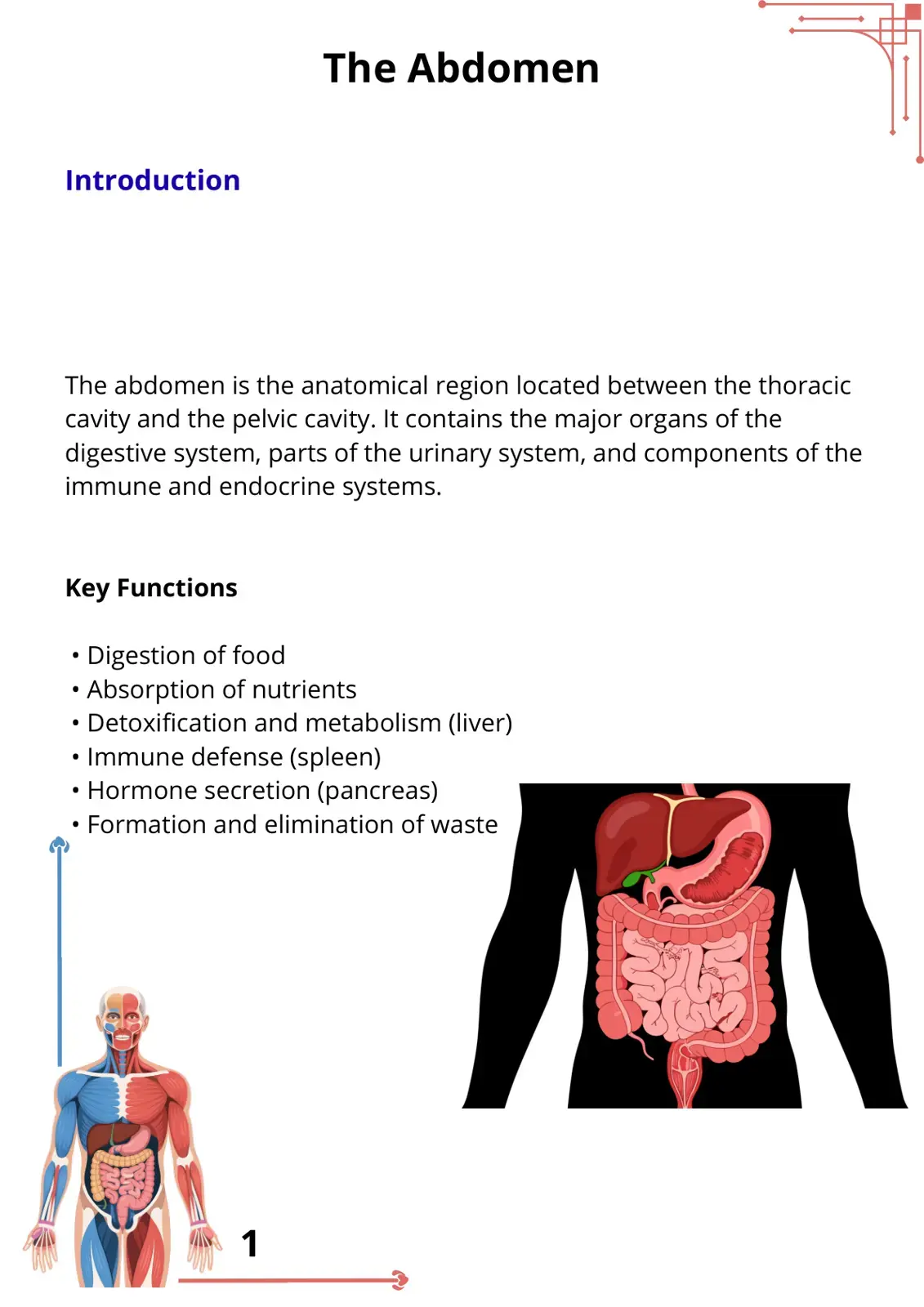 غلاف كتاب The Abdomen