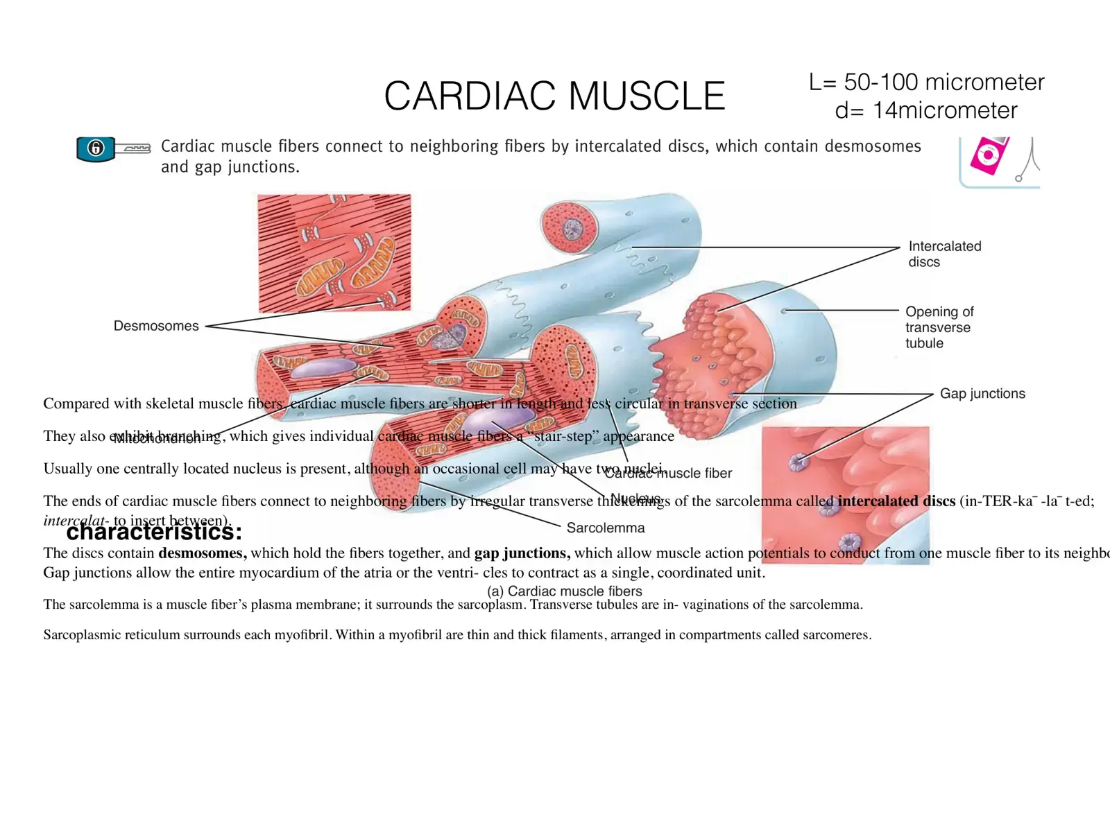 غلاف كتاب Cardiac Muscle