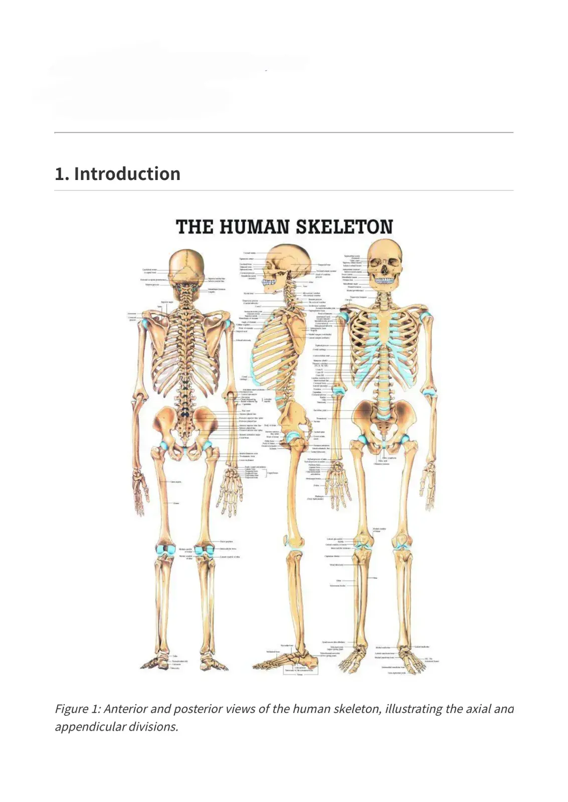 غلاف كتاب THE HUMAN SKELETON