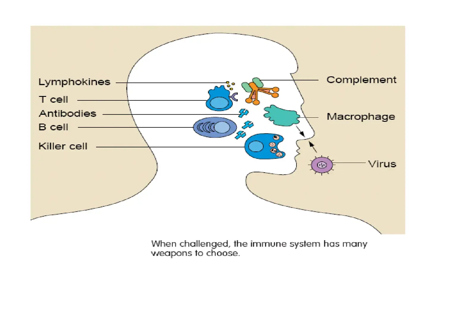 غلاف كتاب When challenged, the immune system has many weapons to choose.