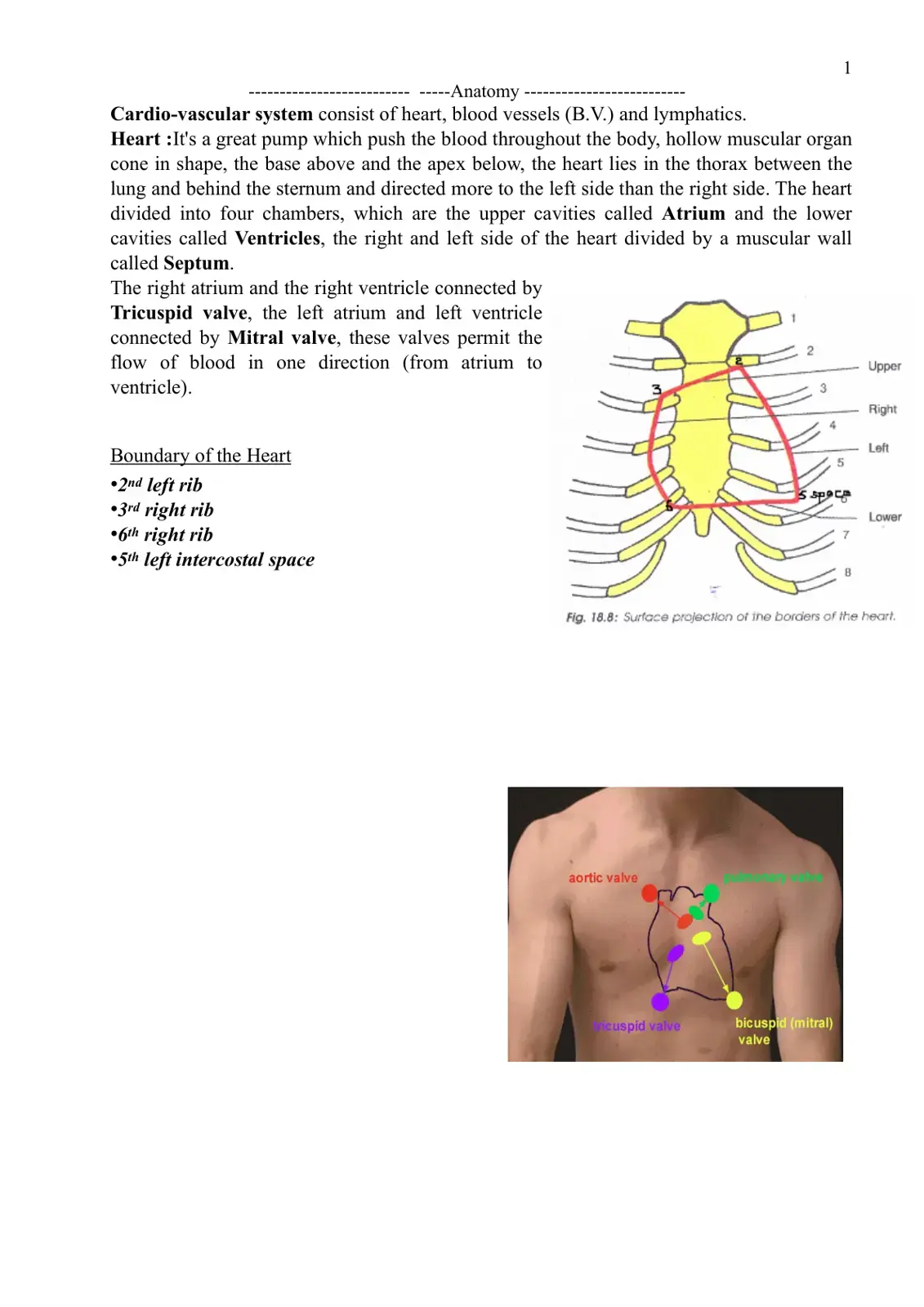 غلاف كتاب Anatomy