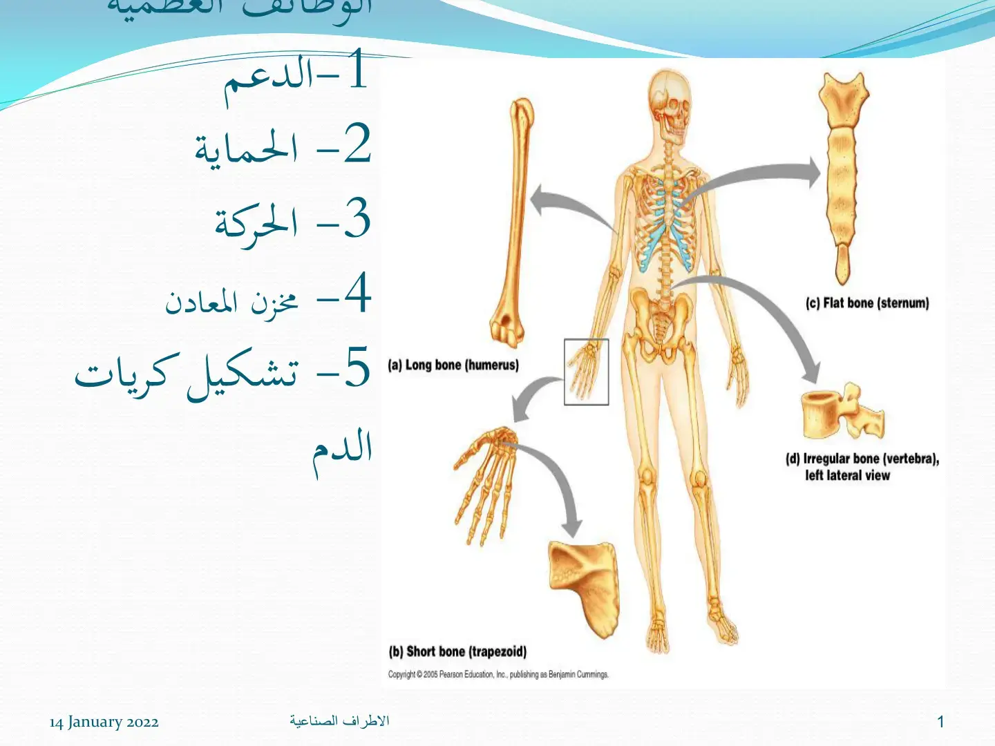 غلاف كتاب Anatomy and Physiology
