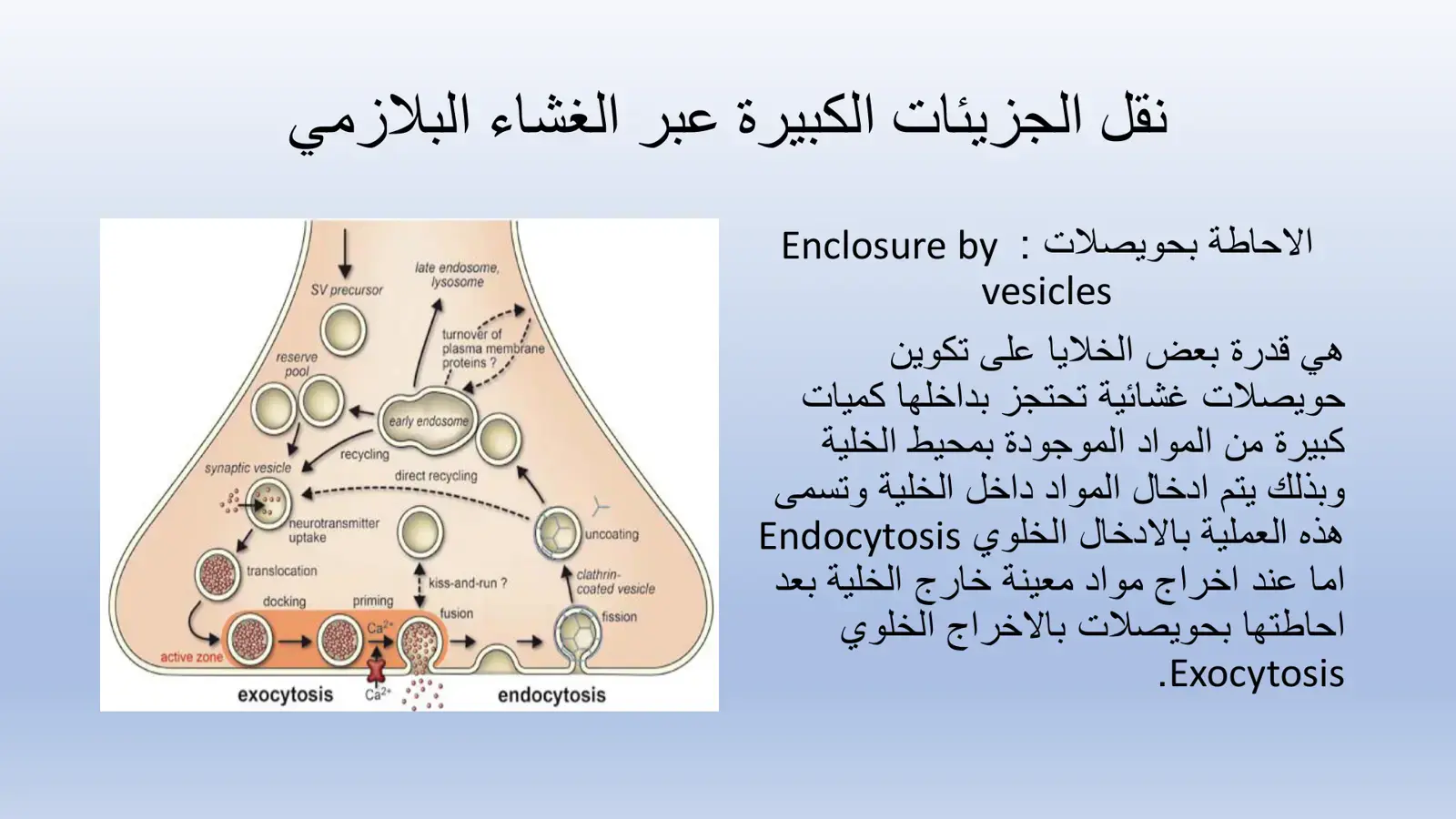 غلاف كتاب نقل الجزيئات الكبيرة عبر الغشاء البلازمي