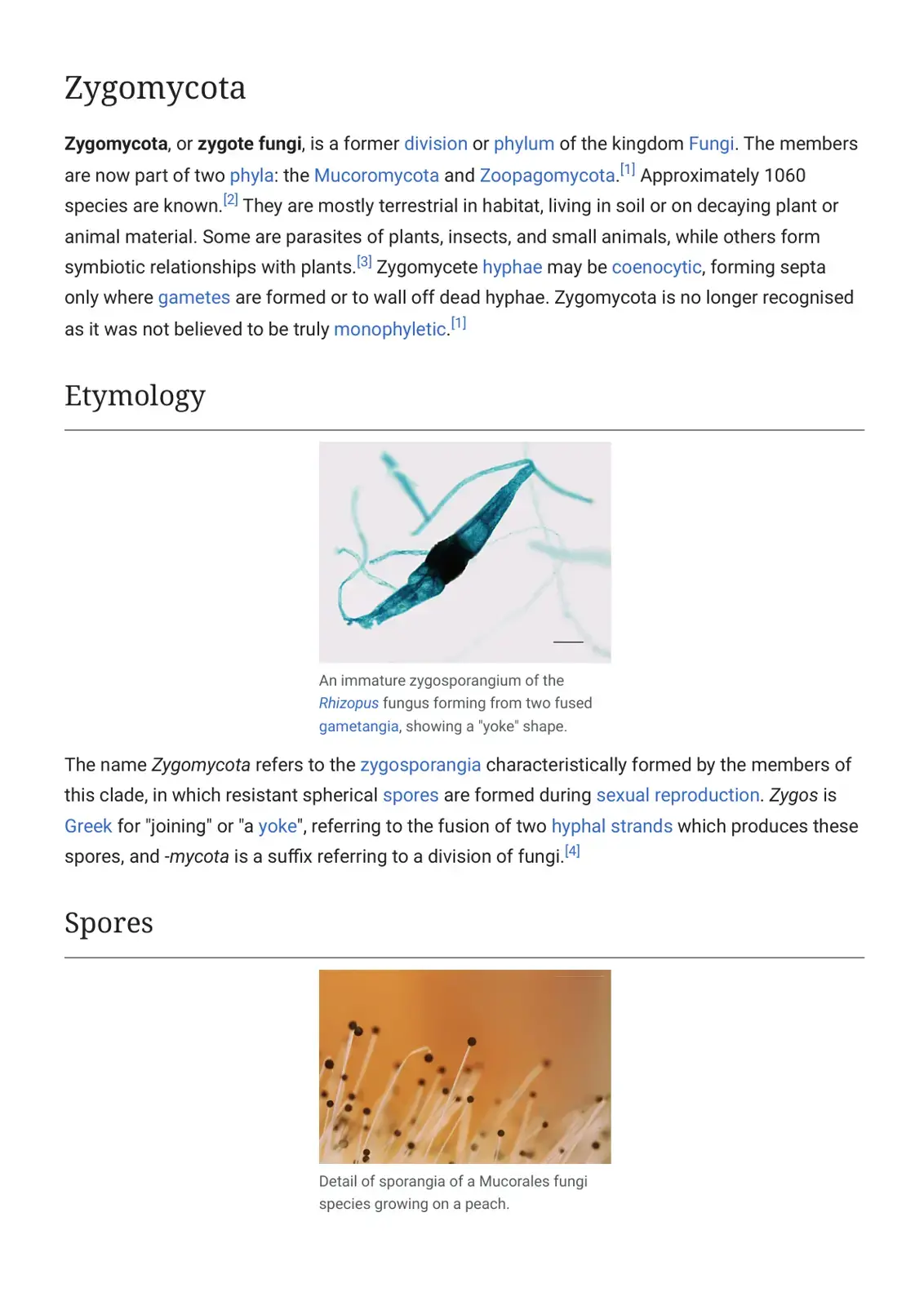 غلاف كتاب Zygomycota