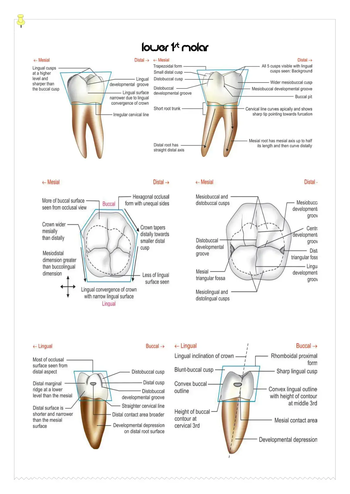 غلاف كتاب Morphology of Lower First Molar