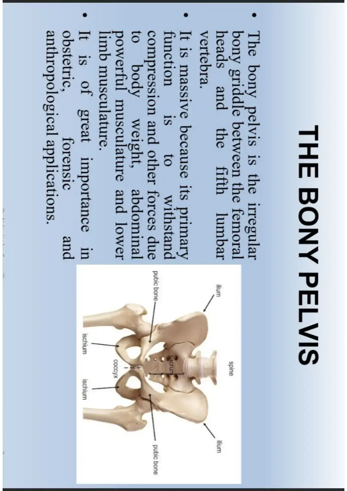 غلاف كتاب The Bony Pelvis