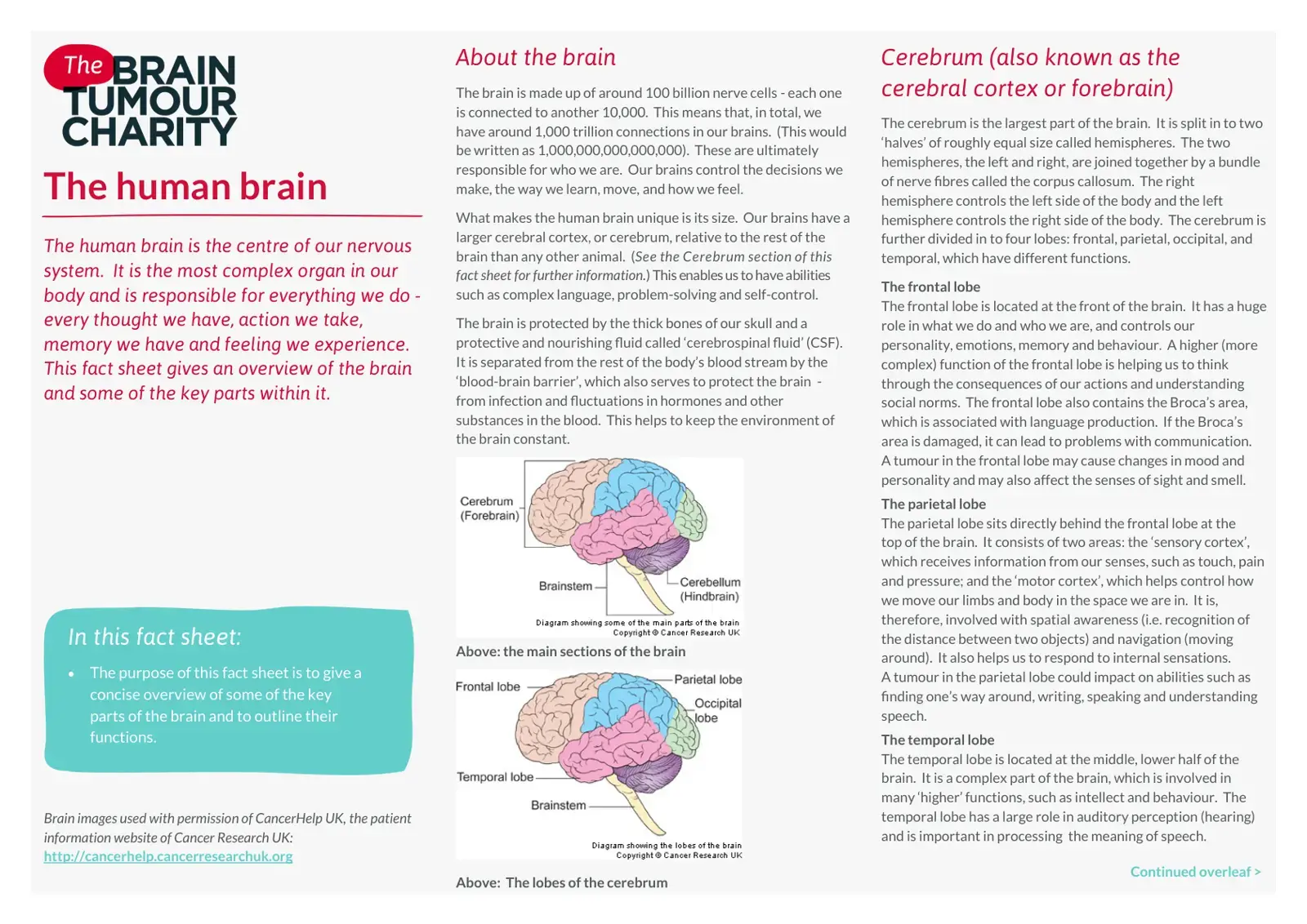 غلاف كتاب The Human Brain - Fact Sheet