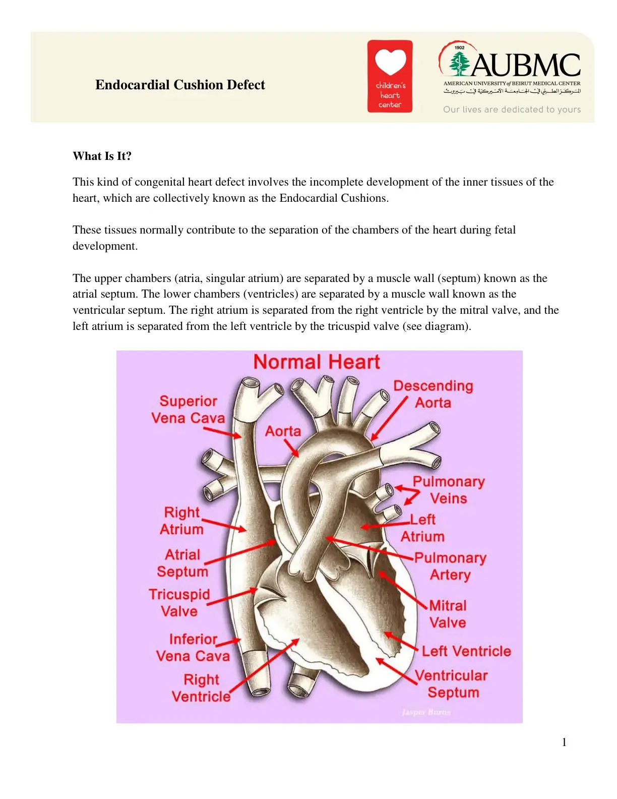 غلاف كتاب Endocardial Cushion Defect