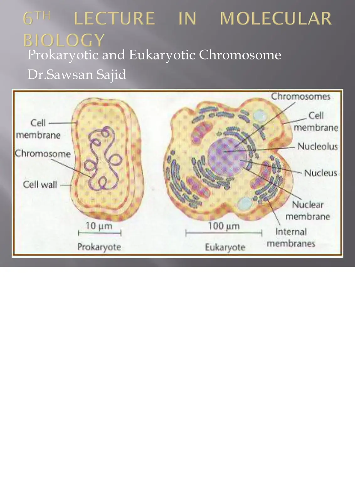 غلاف كتاب MOLECULAR Prokaryotic and Eukaryotic Chromosome