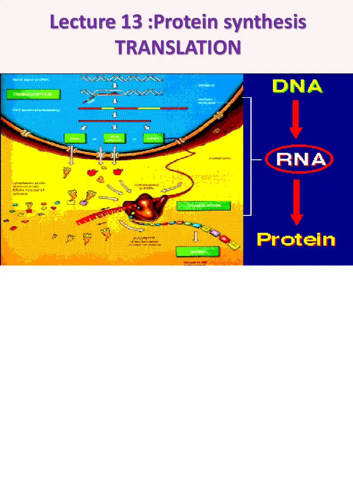 غلاف كتاب Lecture 13 :Protein synthesis