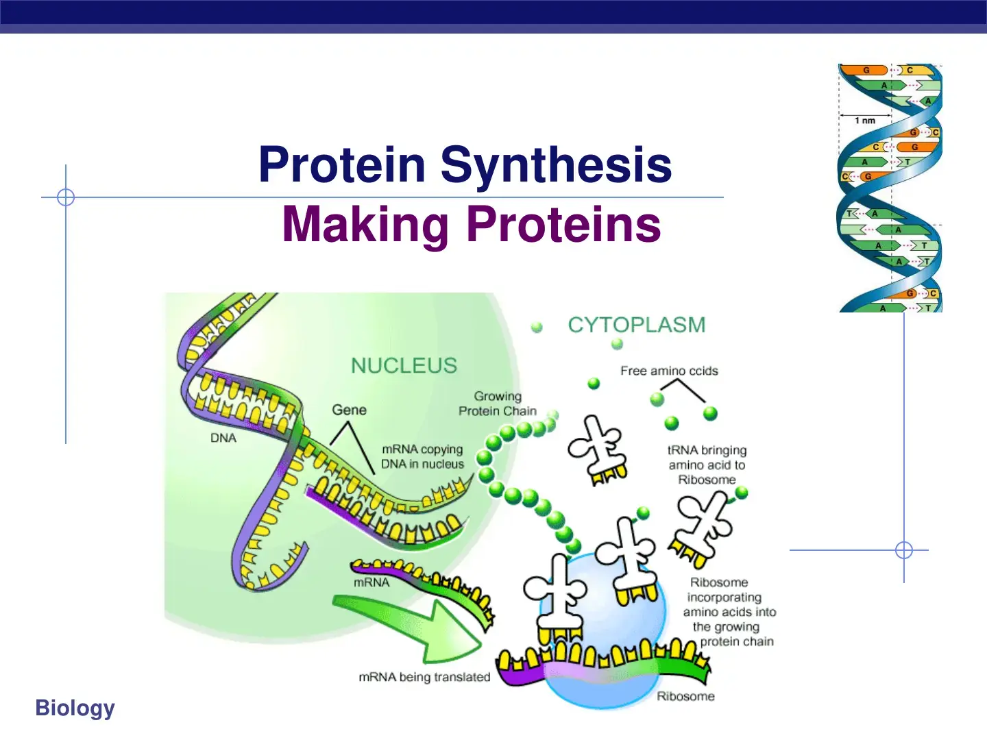 غلاف كتاب Protein Synthesis - Making Proteins