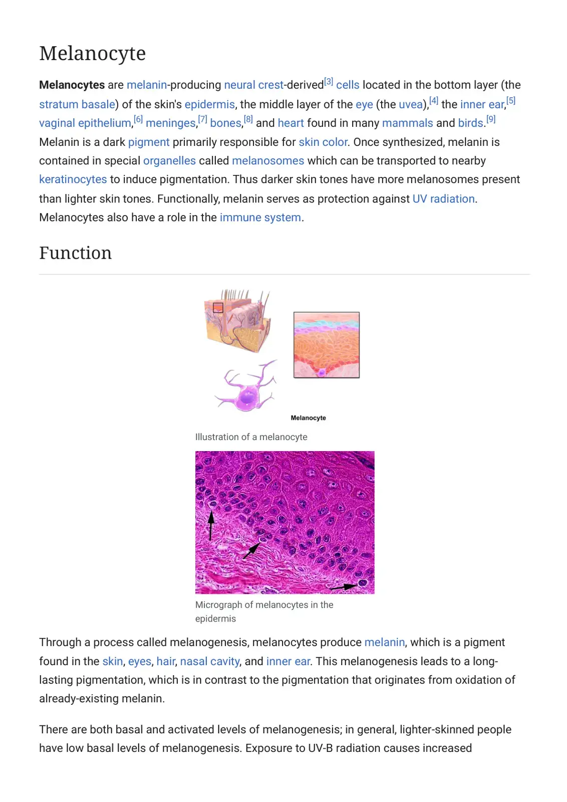 غلاف كتاب Melanocyte