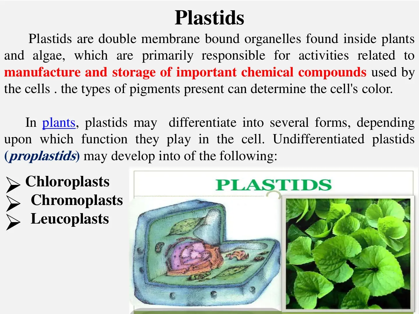 غلاف كتاب Plastids