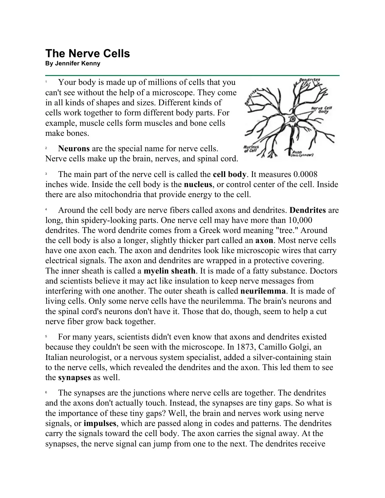 غلاف كتاب The Nerve Cells