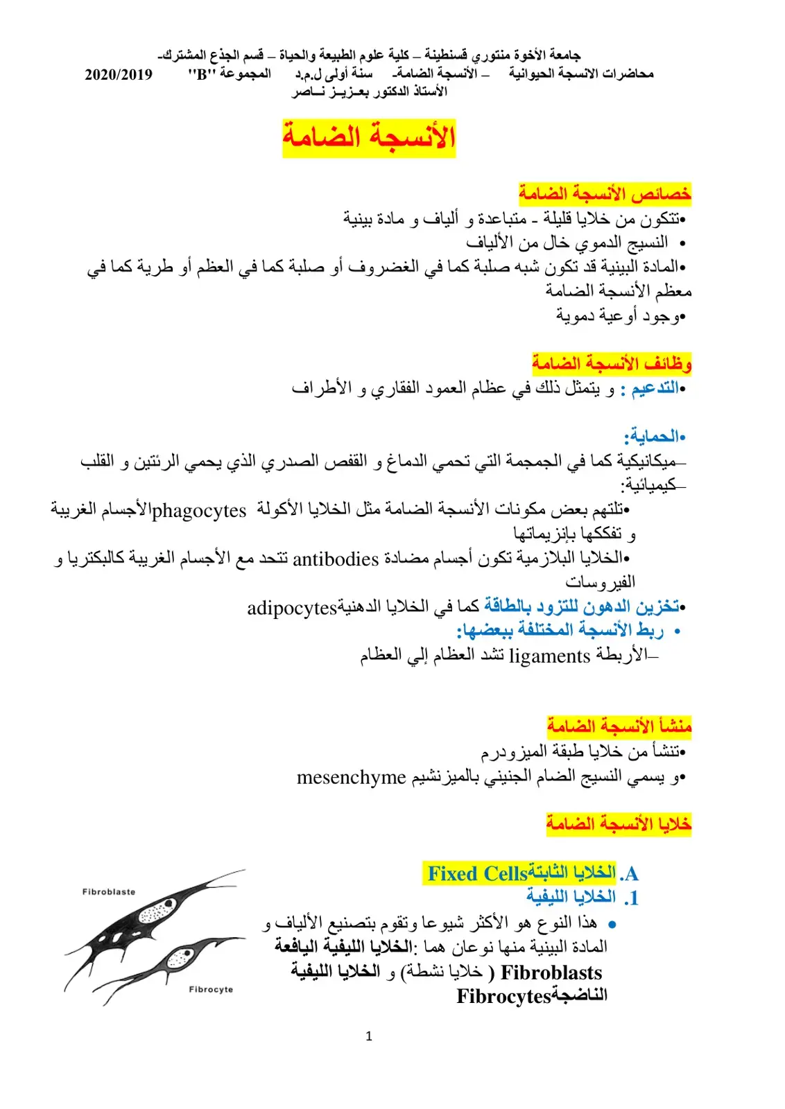 غلاف كتاب محاضرات الأنسجة الحيوانية – الأنسجة الضامة