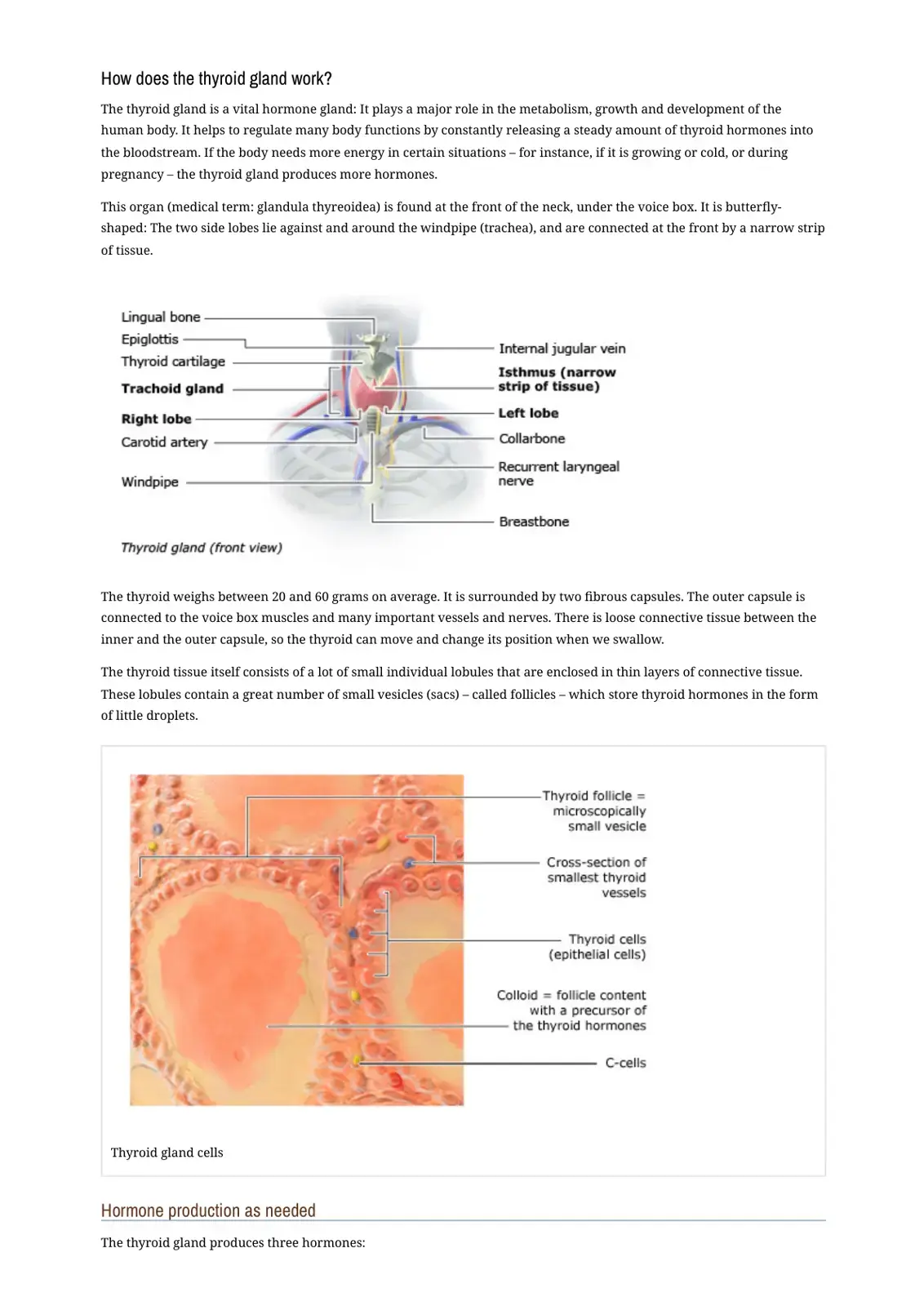غلاف كتاب How Does the Thyroid Gland Work?