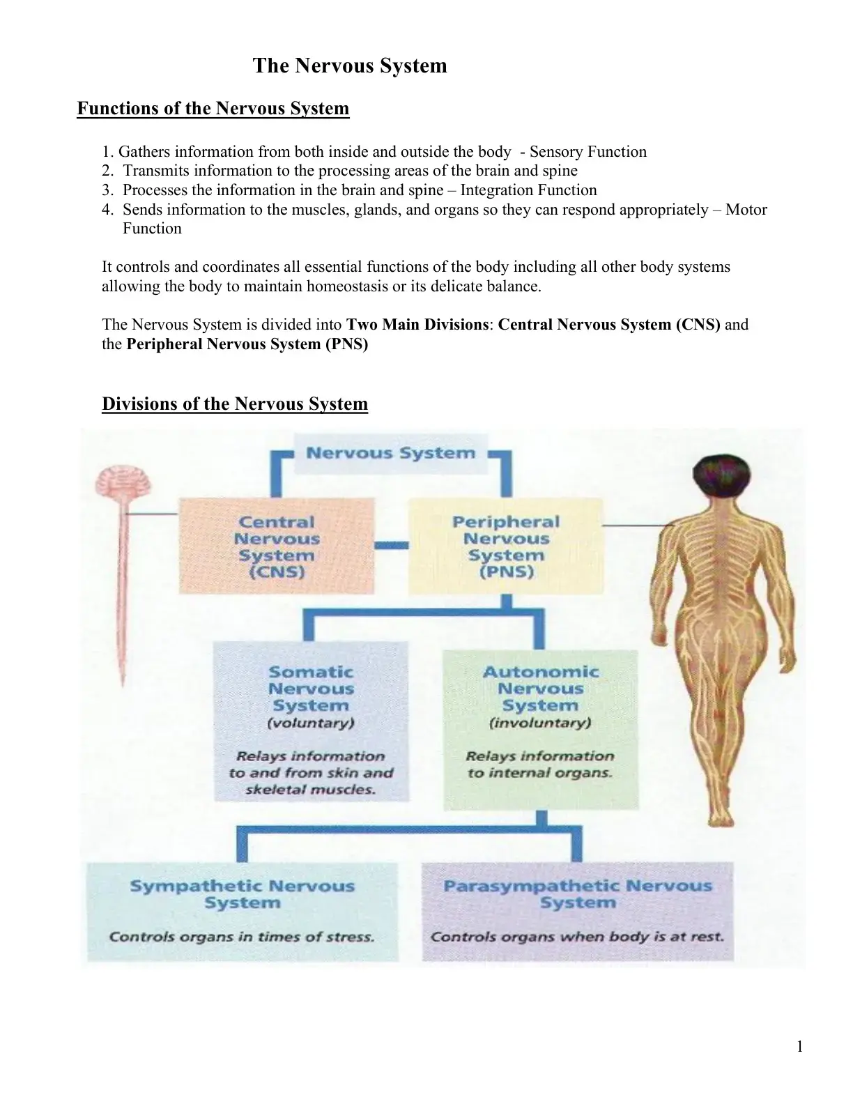 غلاف كتاب The Nervous System