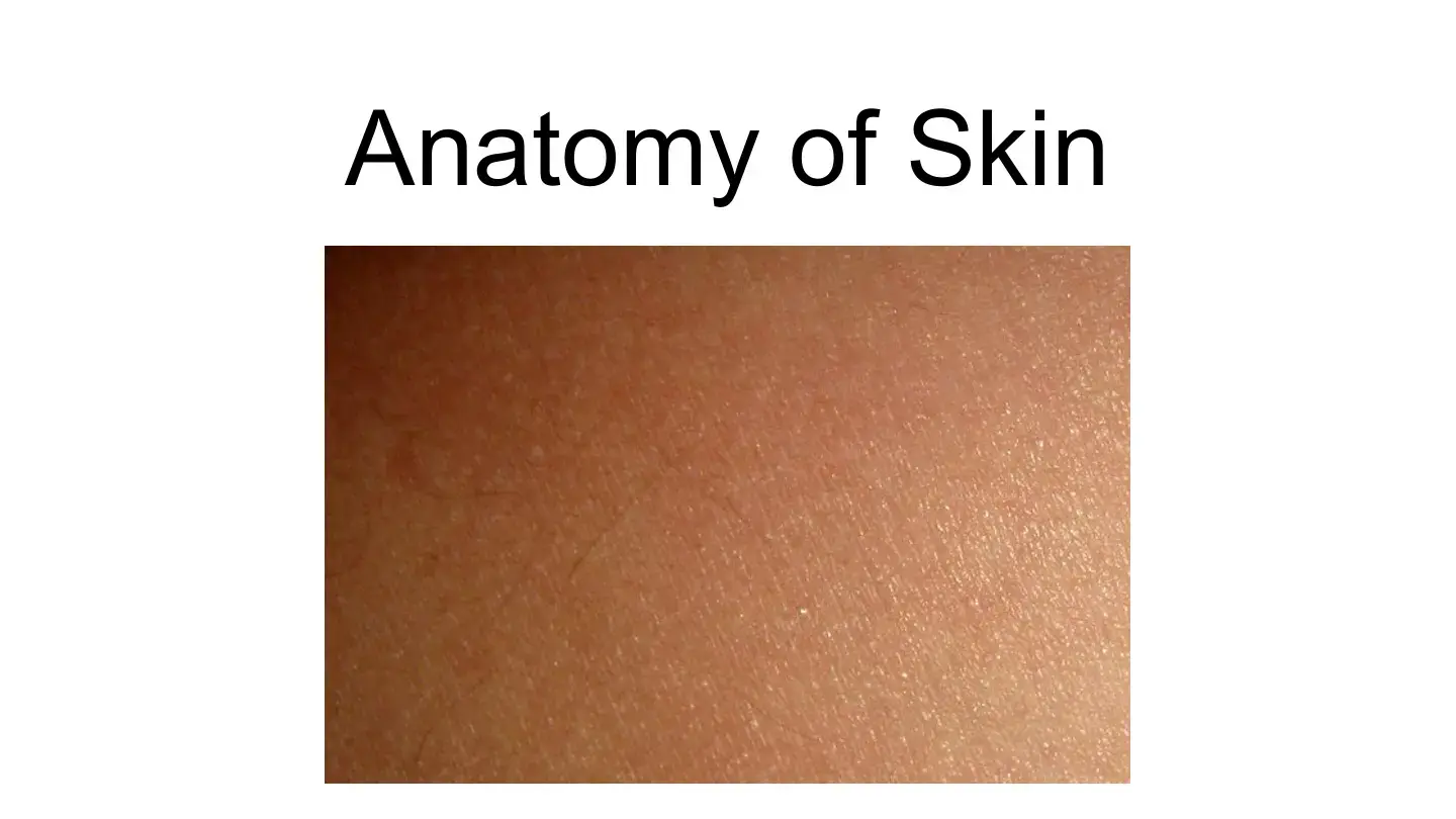 غلاف كتاب Anatomy of Skin