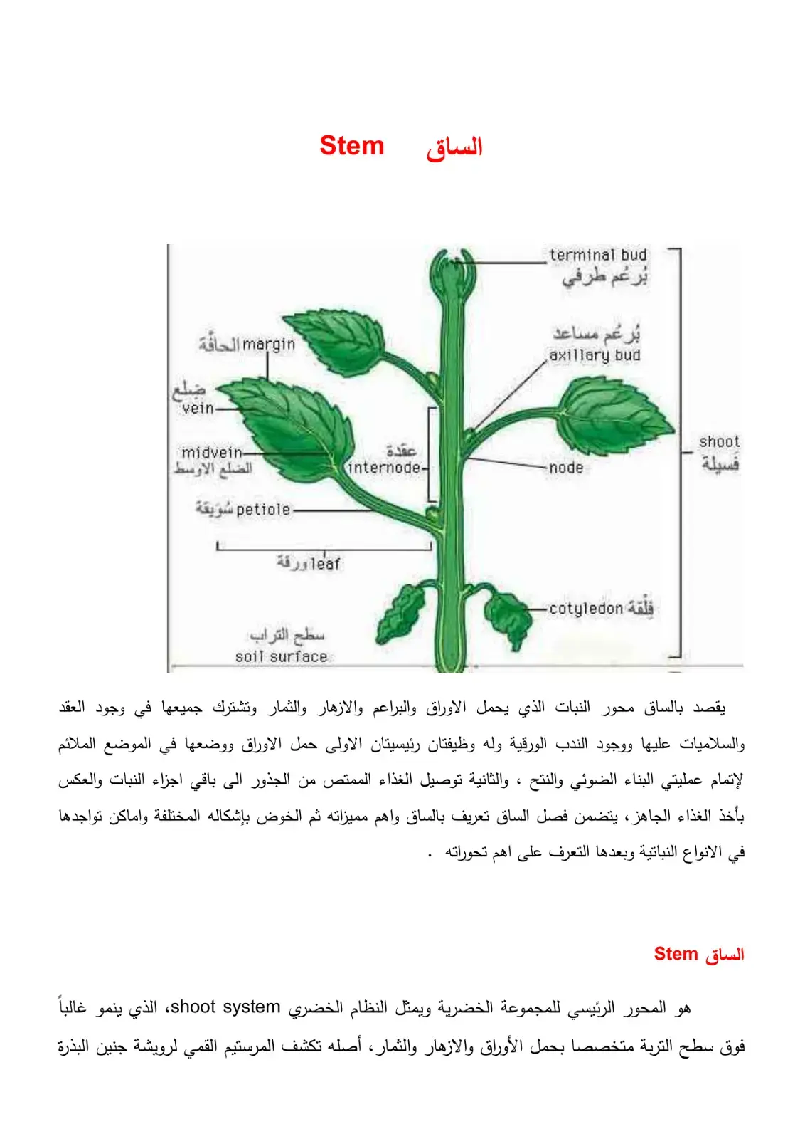 غلاف كتاب الساق