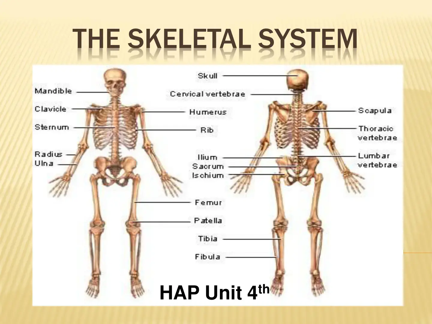 غلاف كتاب The Skeletal System
