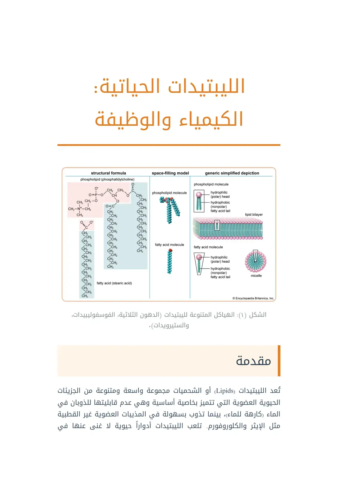 غلاف كتاب الليبتيدات الحياتية: الكيمياء والوظيفة