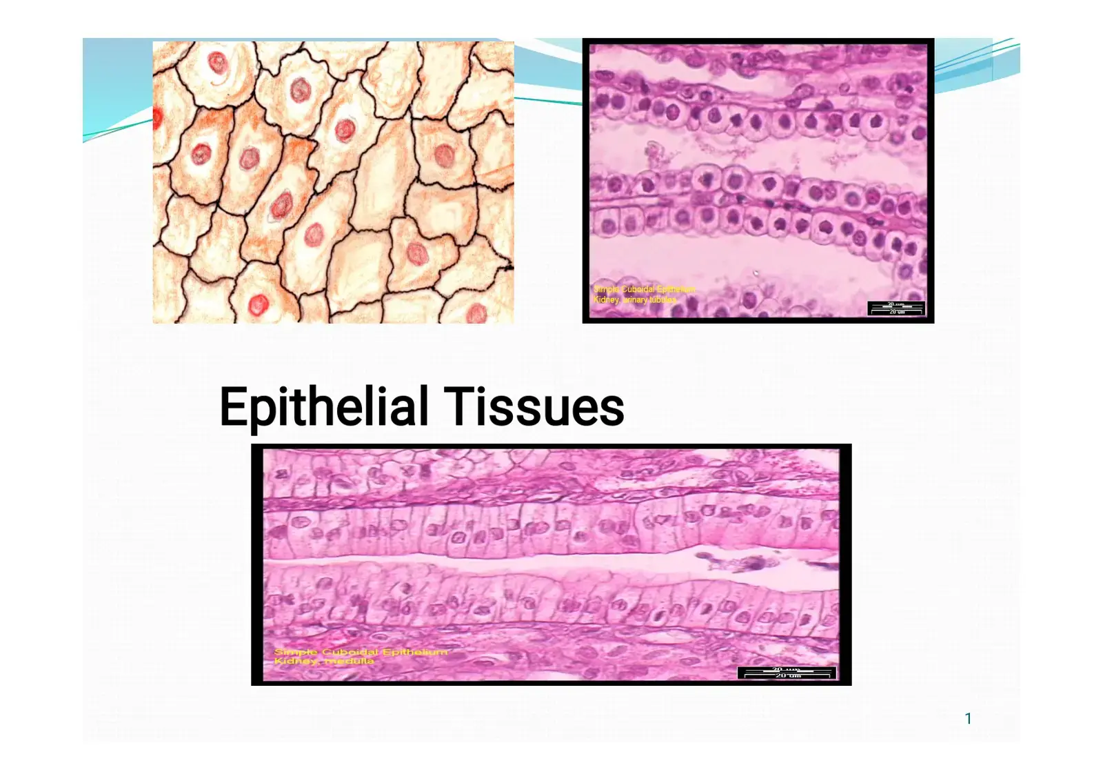 غلاف كتاب Simple Cuboidal Epithelium