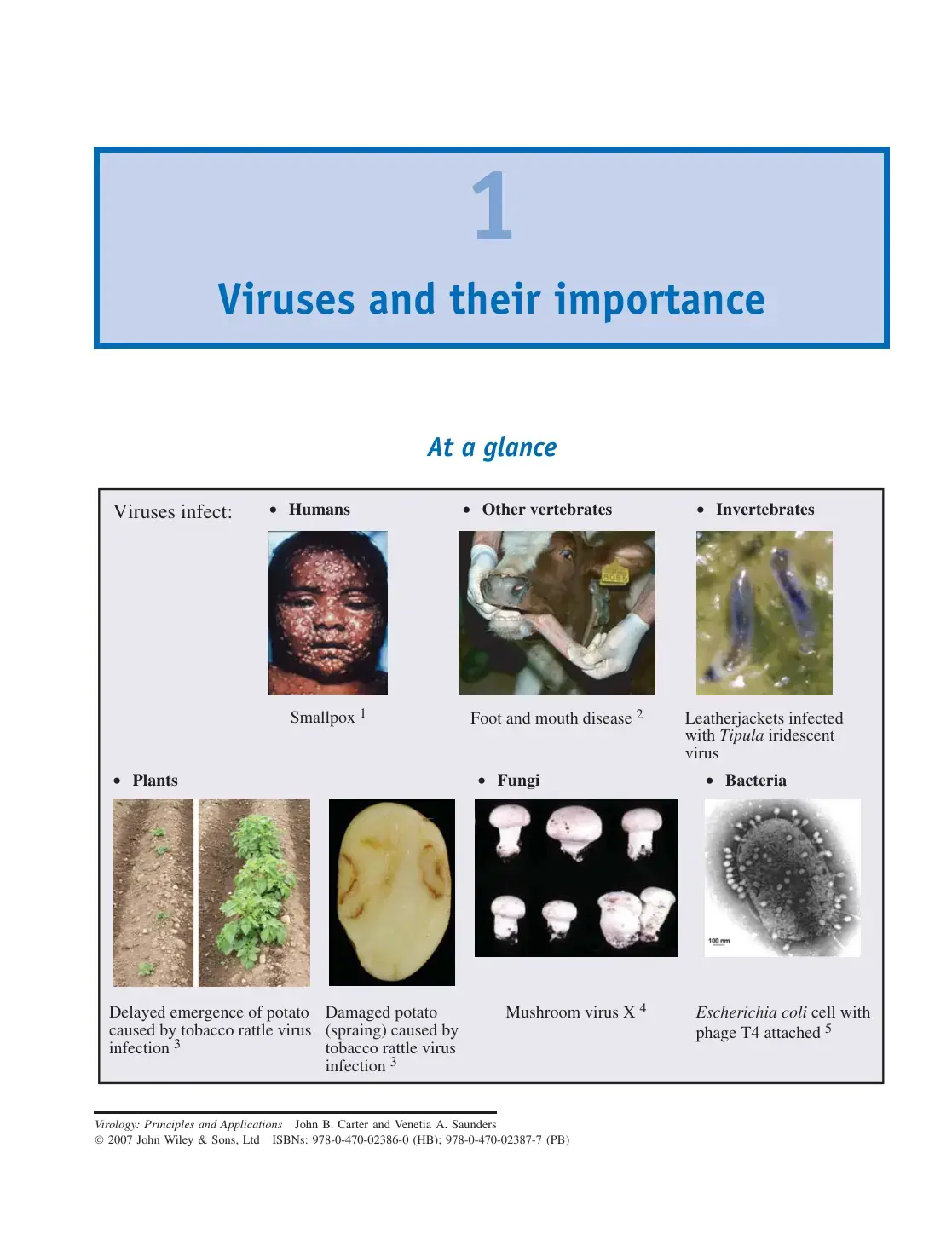 غلاف كتاب Virology: Principles and Applications