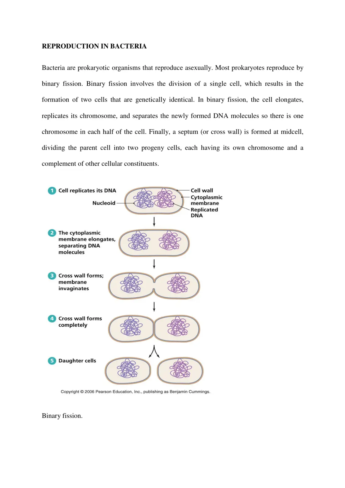 غلاف تقرير REPRODUCTION IN BACTERIA