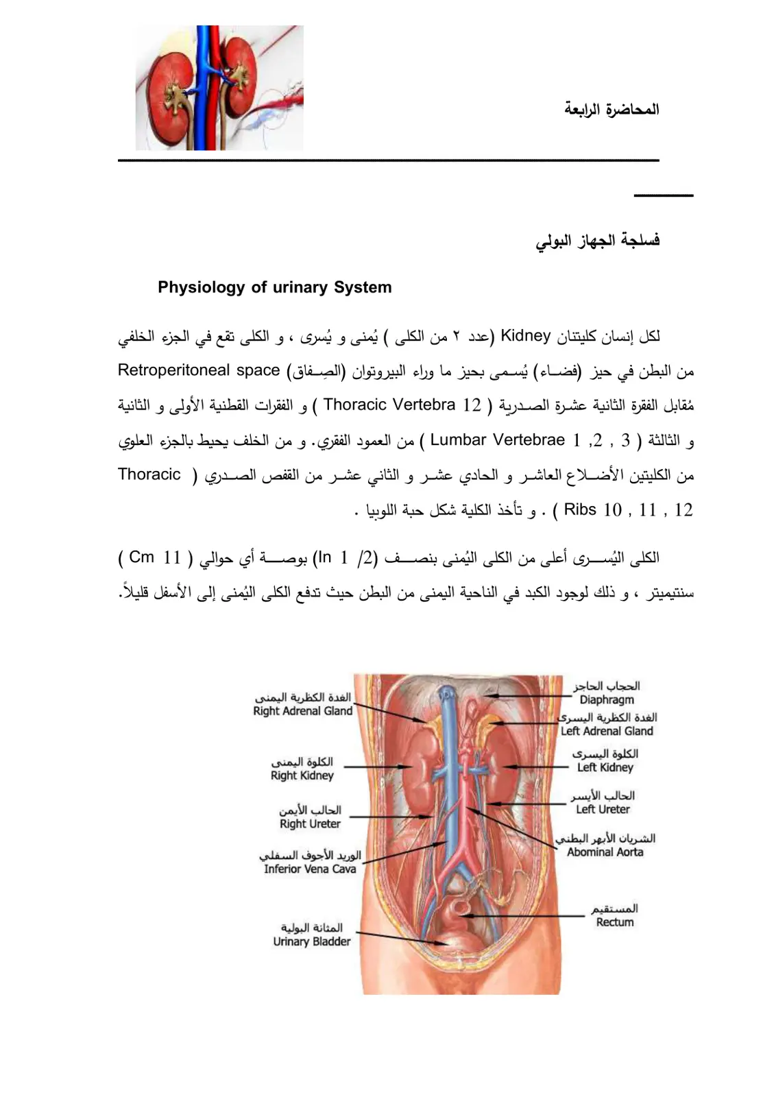 غلاف تقرير فسلجة الجهاز البولي