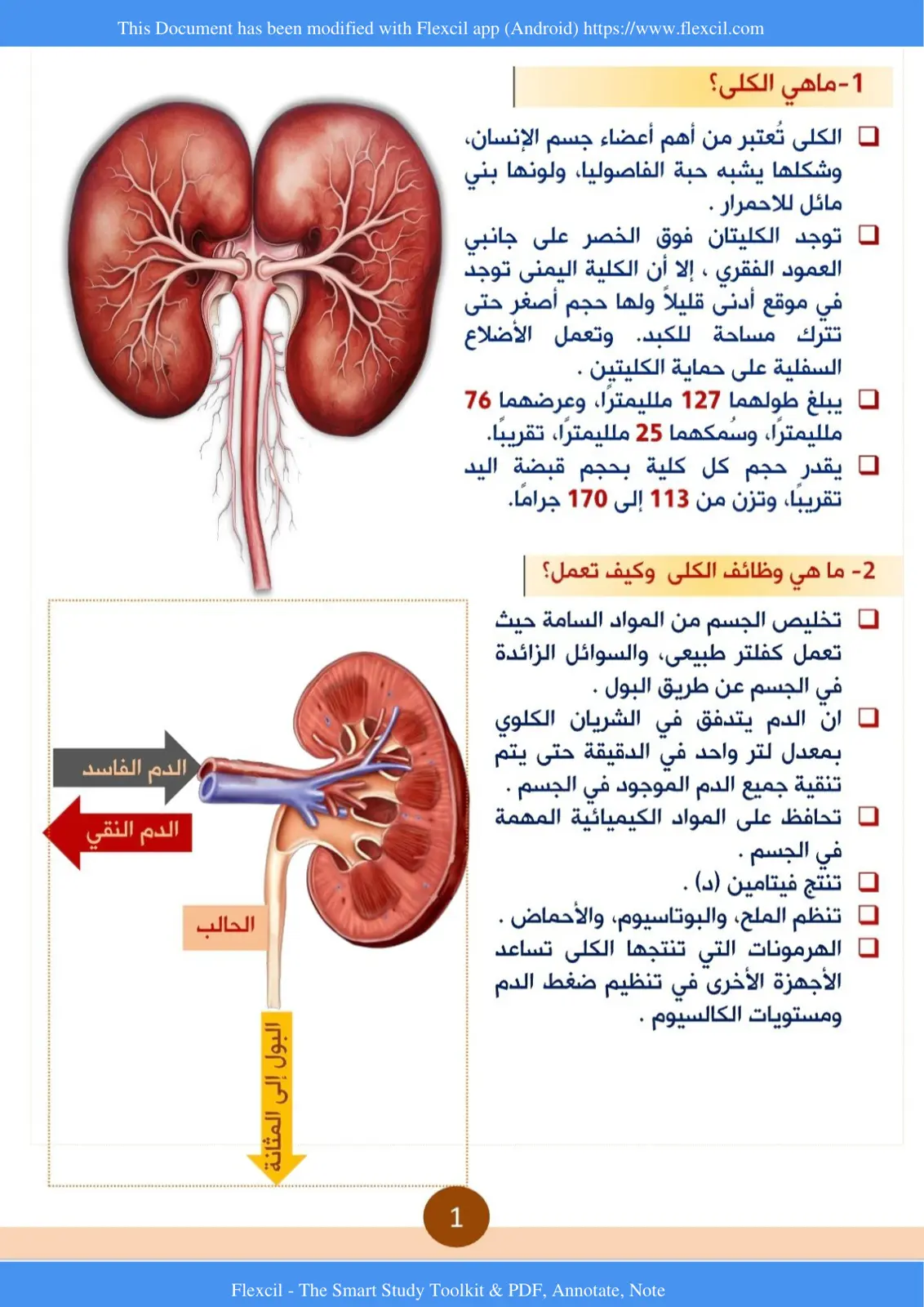 غلاف تقرير 1 - ماهي الكلى؟