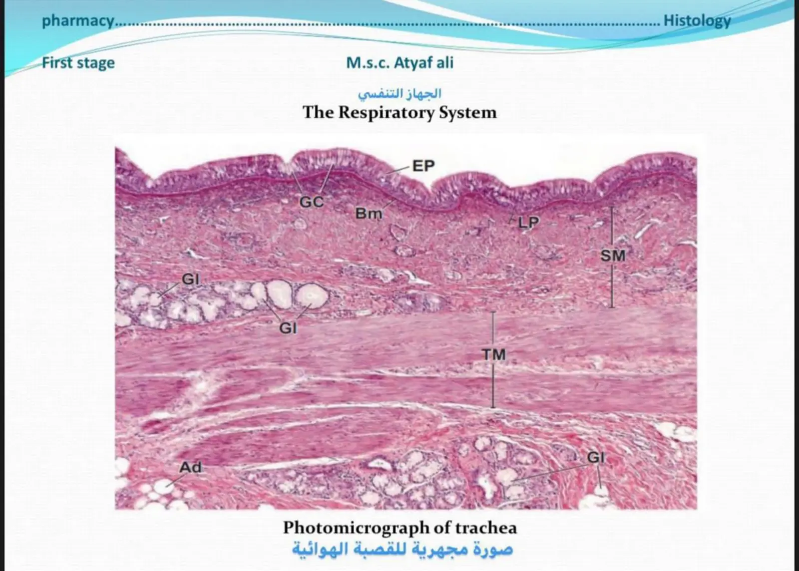 غلاف تقرير الجهاز التنفسي - The Respiratory System