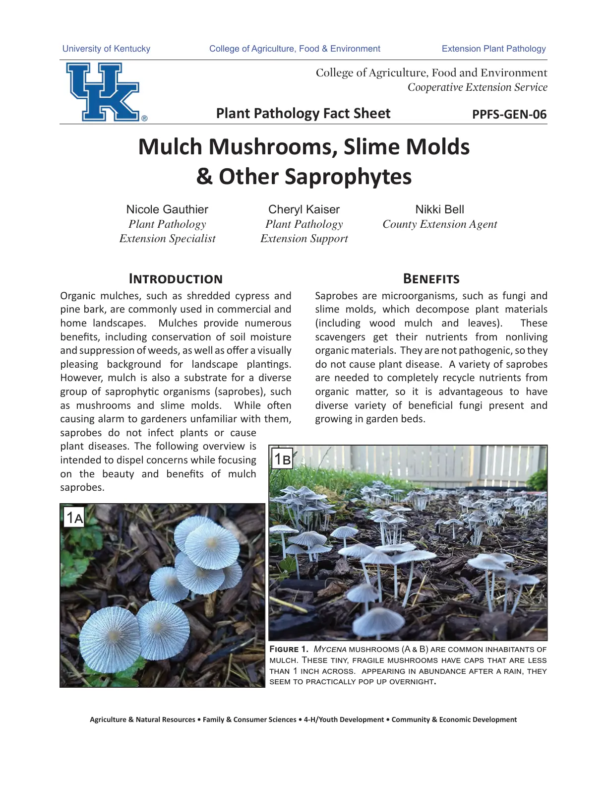 غلاف تقرير Mulch Mushrooms, Slime Molds & Other Saprophytes