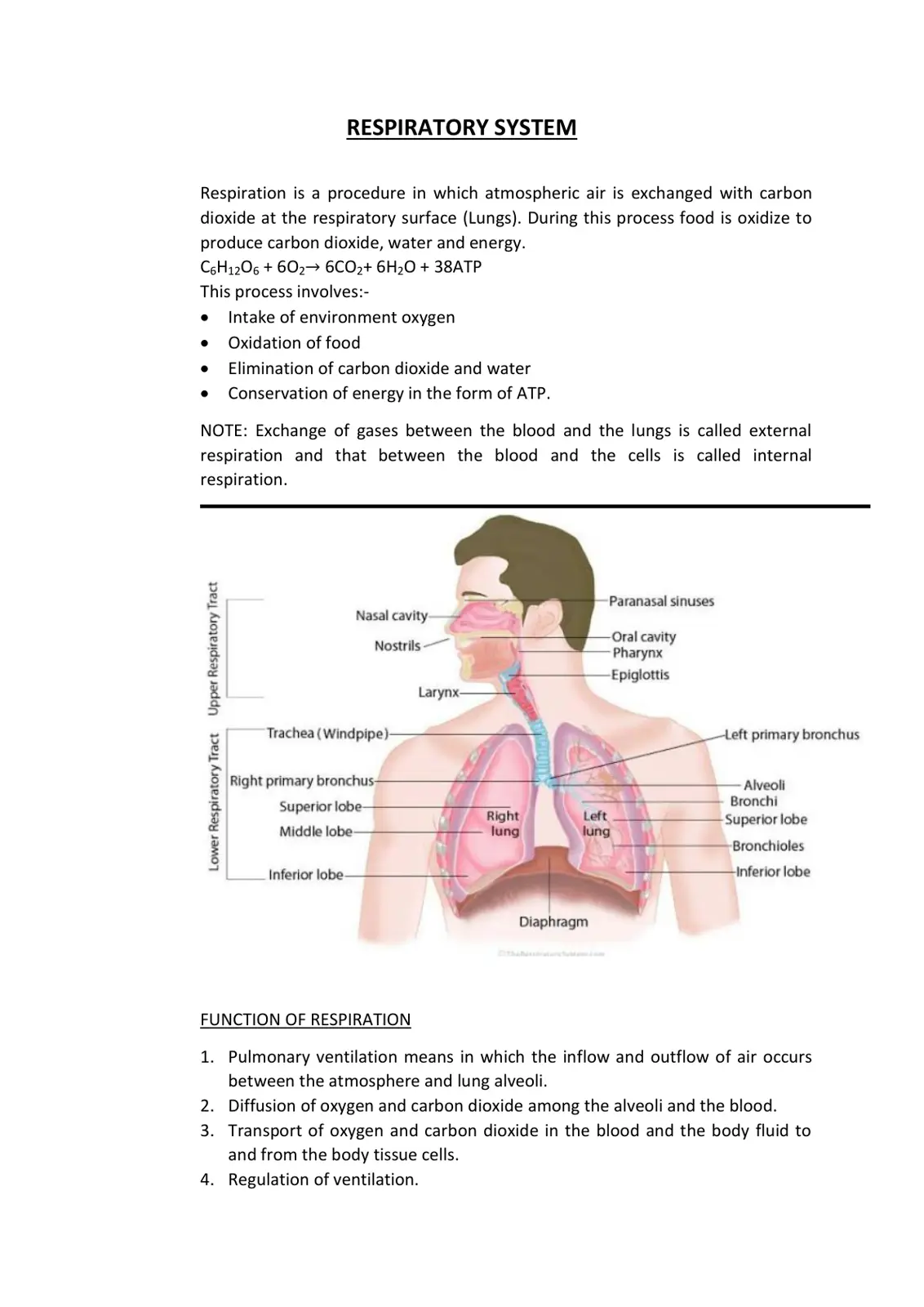 غلاف تقرير RESPIRATORY SYSTEM