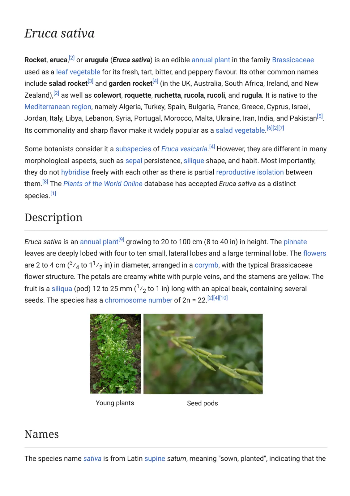 غلاف تقرير Eruca sativa (Rocket, Arugula)