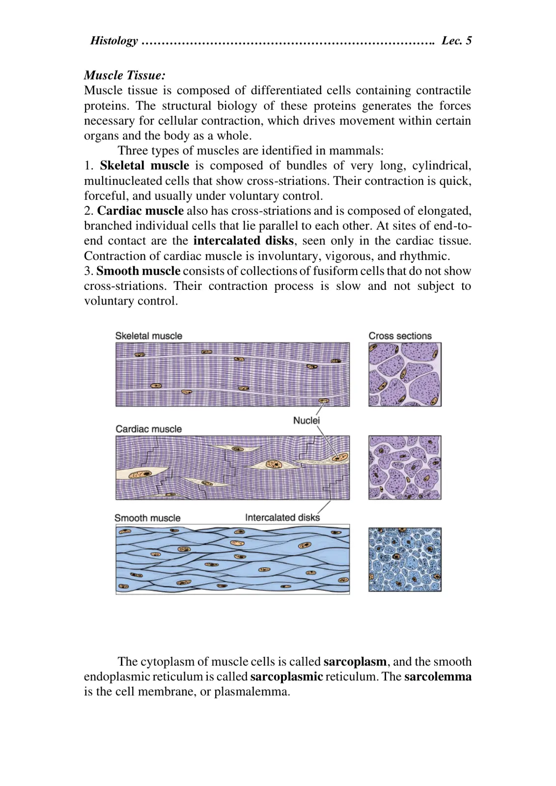 غلاف تقرير Histology Muscle Tissue: Lec. 5