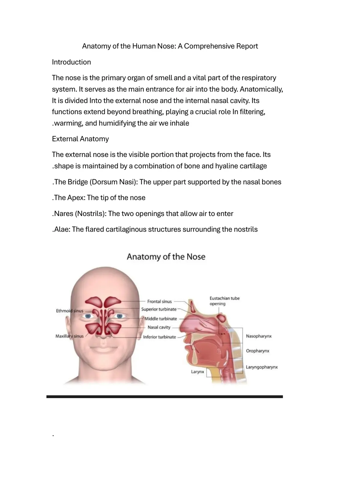 غلاف تقرير Anatomy of the Human Nose: A Comprehensive Report
