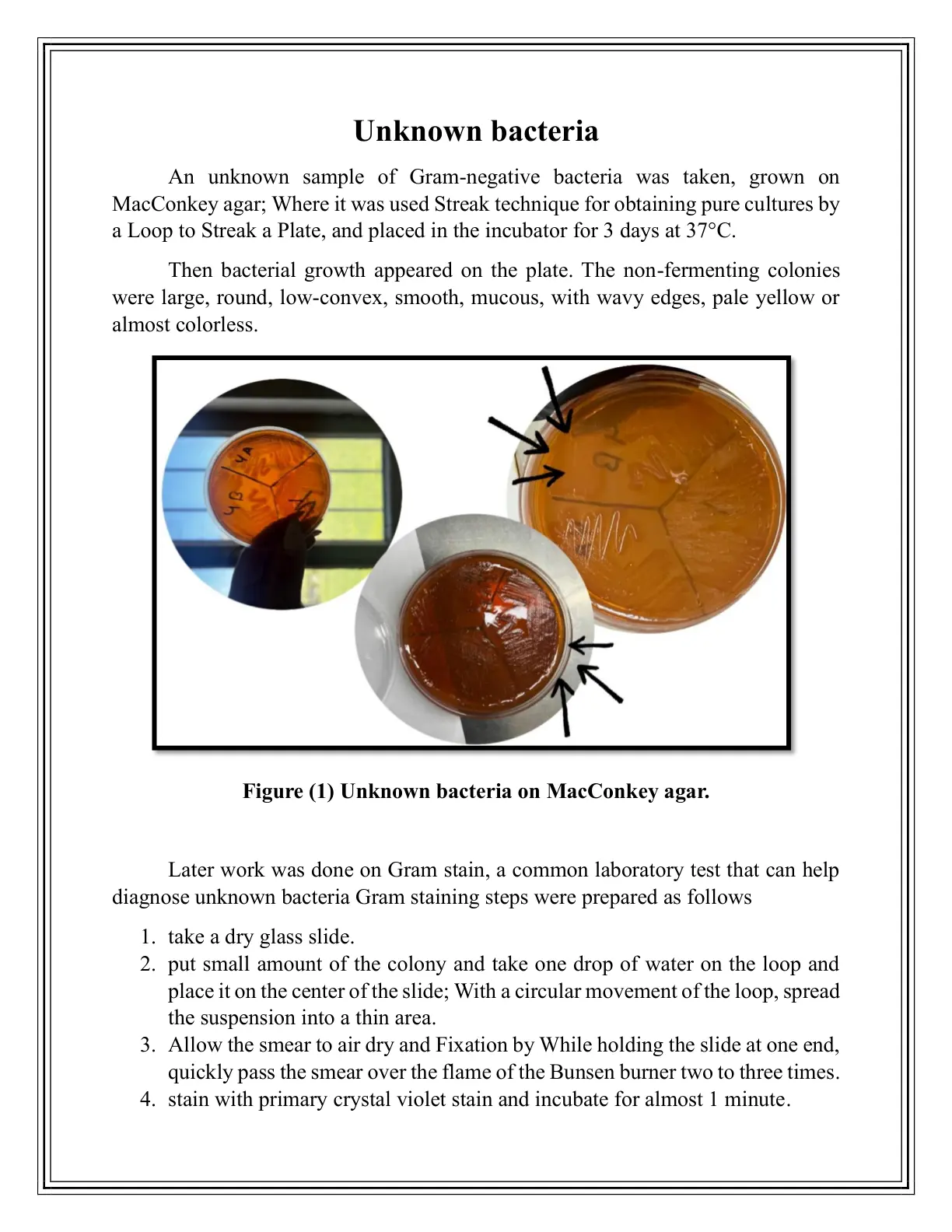 غلاف تقرير Unknown Bacteria – Gram Negative