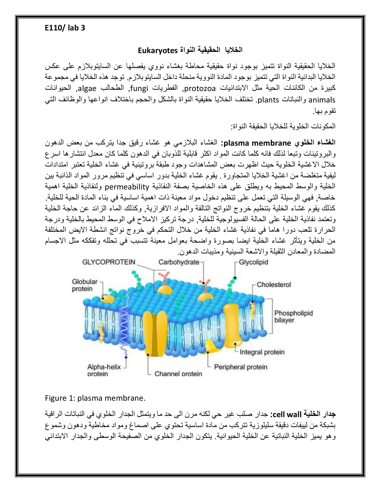 غلاف تقرير E110/Lab 3 – الخلايا الحقيقية النواة Eukaryotes