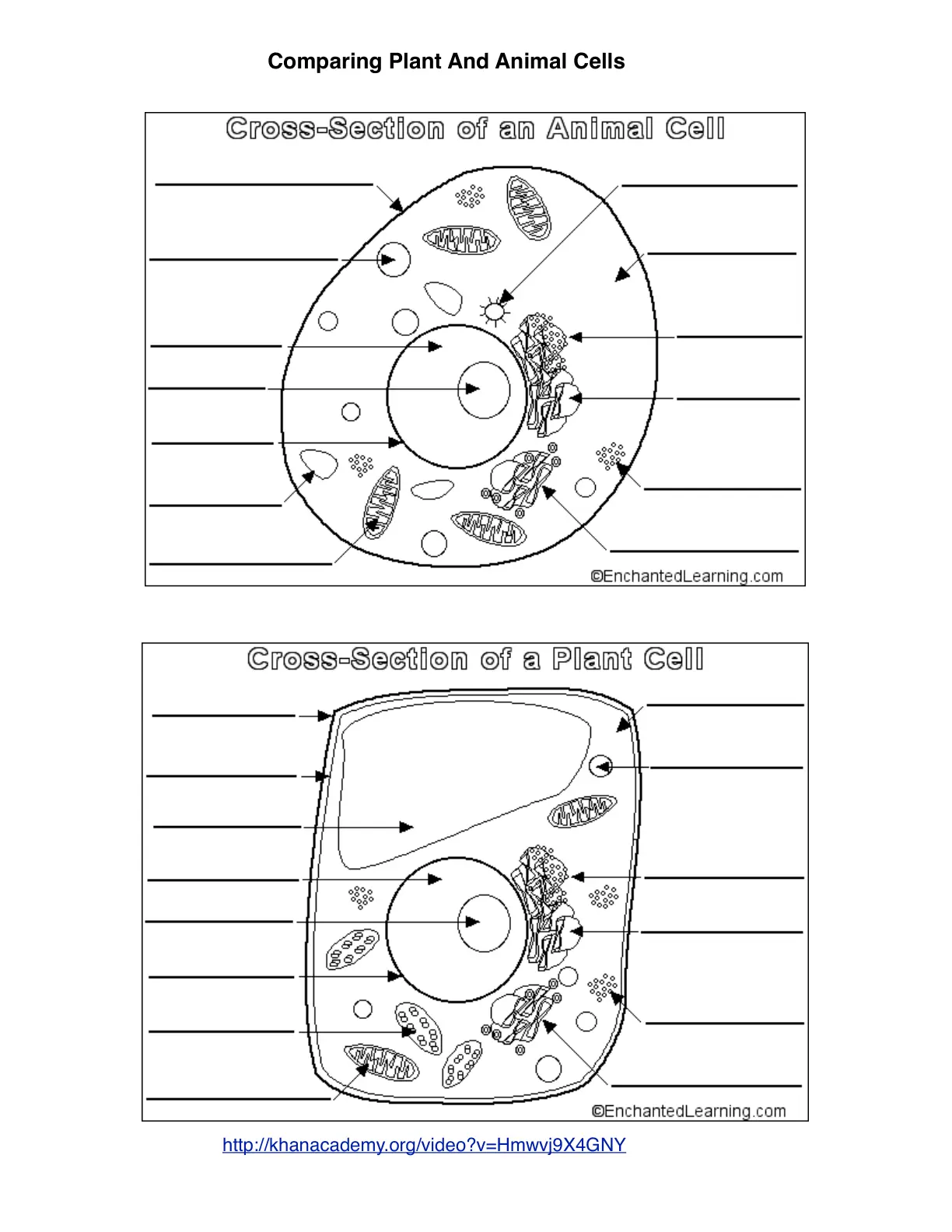 غلاف تقرير Comparing Plant And Animal Cells