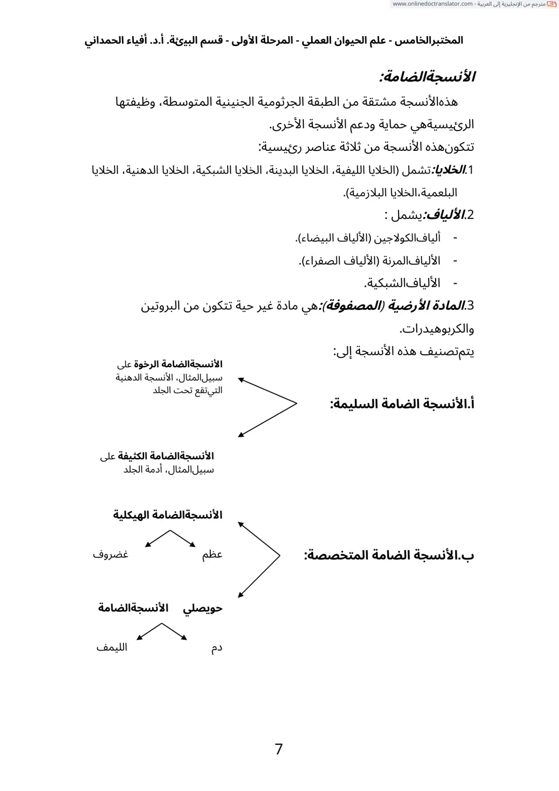 غلاف تقرير المختبر الخامس - علم الحيوان العملي - المرحلة الأولى - قسم البيئة. أ.د. أفياء الحمداني الأنسجة الضامة: