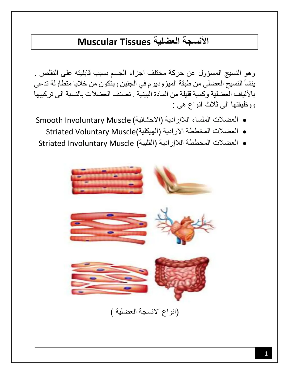 غلاف تقرير الأنسجة العضلية Muscular Tissues