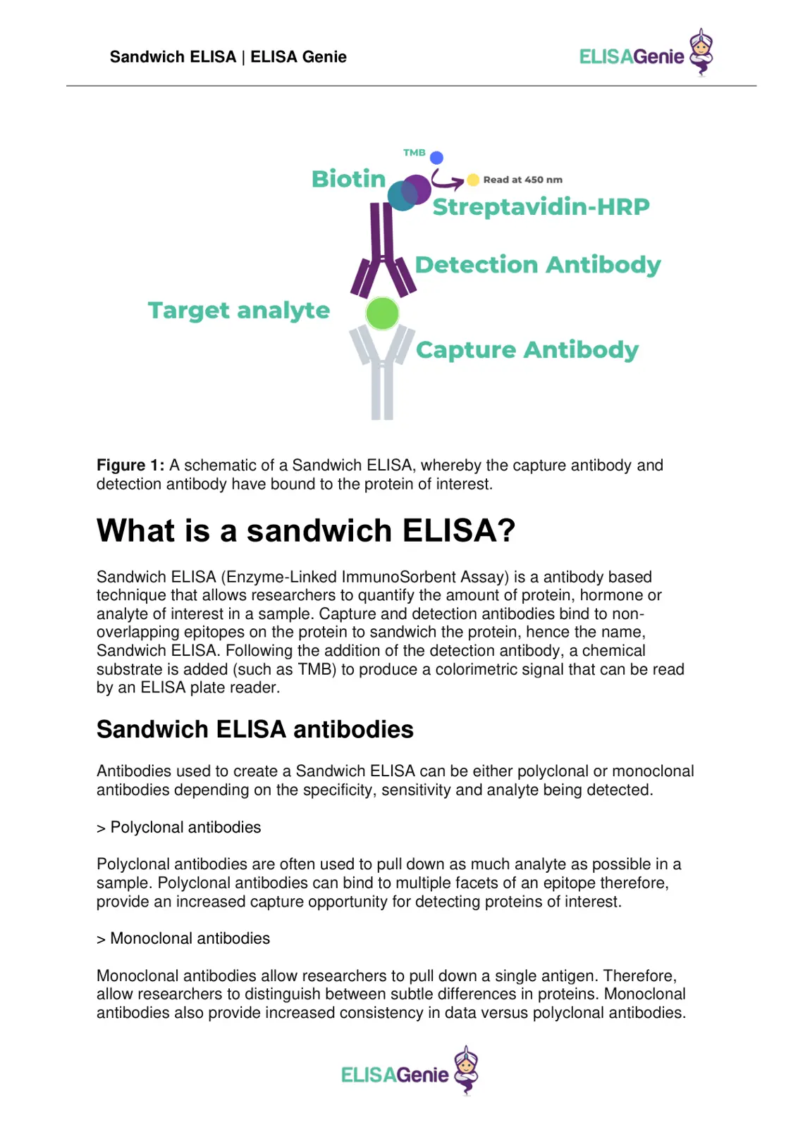 غلاف تقرير Sandwich ELISA | ELISA Genie